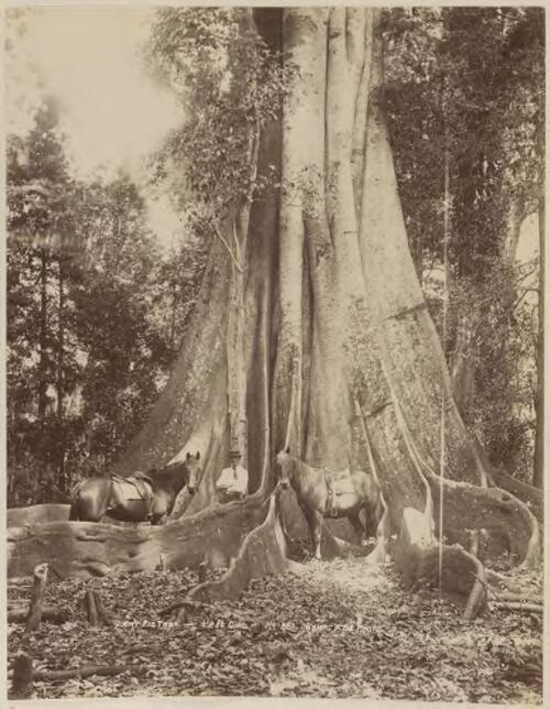 Giant fig tree, Blue Mountains Region, New South Wales [picture] / Kerry & Co
