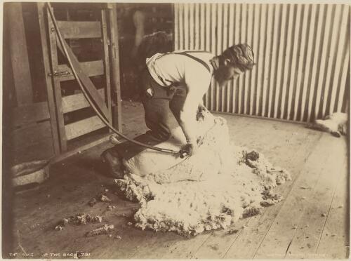 Shearing a sheep, New South Wales [picture] / Kerry & Co