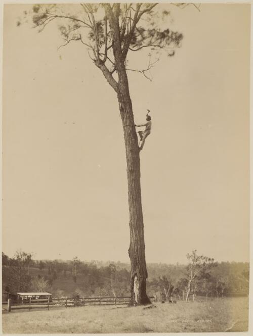 Native climbing a tree, New South Wales [picture] / Kerry & Co