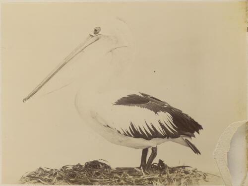 Stuffed specimen of pelican, ca. 1894 [picture] / Kerry & Co