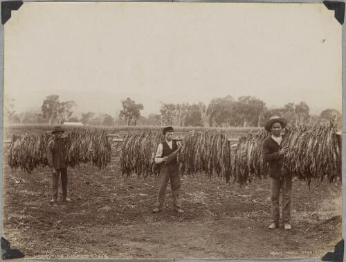 Photographs of Australian Aborigines, native flora and views of New South Wales, 1890-1899 [picture] / Charles H. Kerry, Henry King