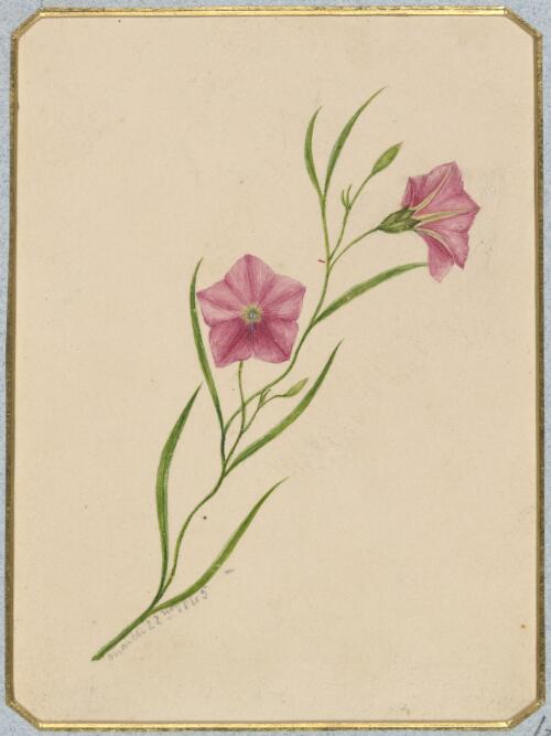 [Convolvulus erubescens] [picture] / by Marrianne Collinson Campbell