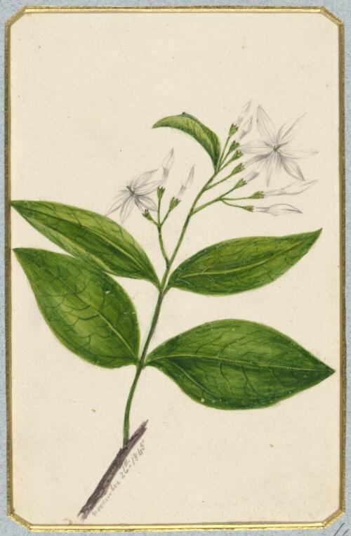 [Unidentified white wild flower] [picture] / by Marrianne Collinson Campbell