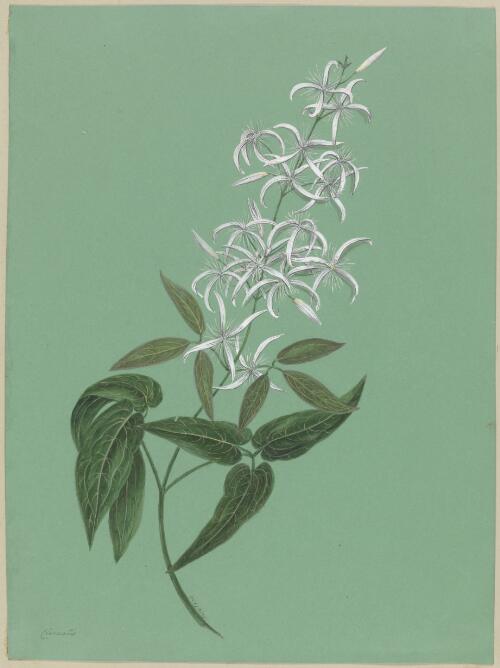 Clematis aristata Ker Gawl., 6 October 1873 [picture] / by Marrianne Collinson Campbell