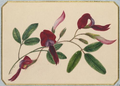 [Kennedia rubicunda] [picture] / by Marrianne Collinson Campbell