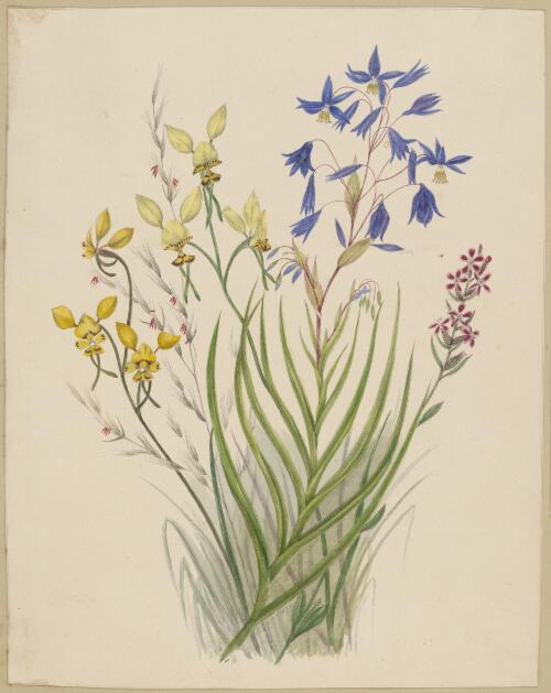 [Dianella caerulea, Joycea pallida, Diuris maculata, Centaurium spicatum] [picture] / by Marrianne Collinson Campbell