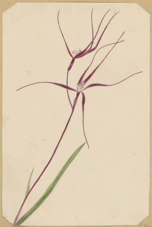 [Caladenia filamentosa] [picture] / by Marrianne Collinson Campbell