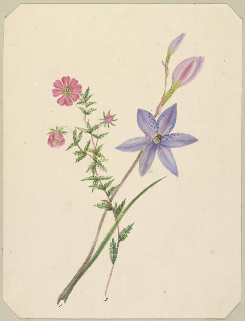 Thelymitra ixioides and Bauera rubroefolia [i.e. rubioides] [picture] / by Marrianne Collinson Campbell