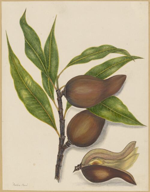 Native pear [Xylomelum pyriforme] [picture] / by Marrianne Collinson Campbell
