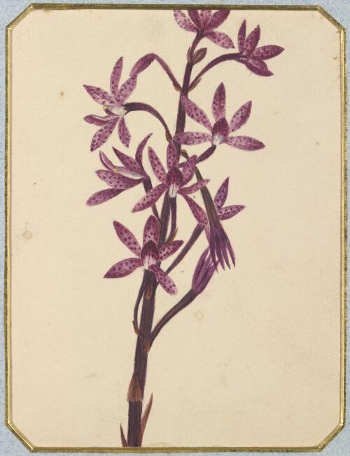 Dipodium punctatum [picture] / by Marrianne Collinson Campbell