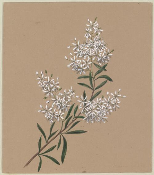 Bursaria Spinosa [picture] / by Marrianne Collinson Campbell