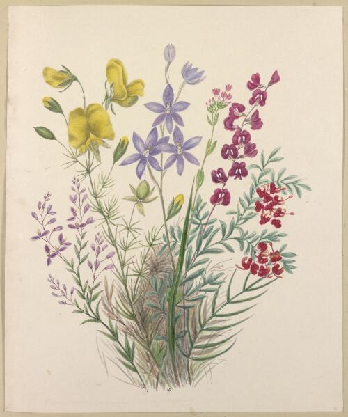 Comesperma ericinum and Gompholobium latifolium [with four other species] [picture] / by Marrianne Collinson Campbell