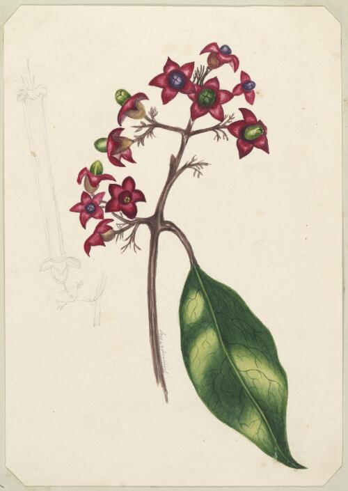 Clerodendrum tomentosum [picture] / by Marrianne Collinson Campbell