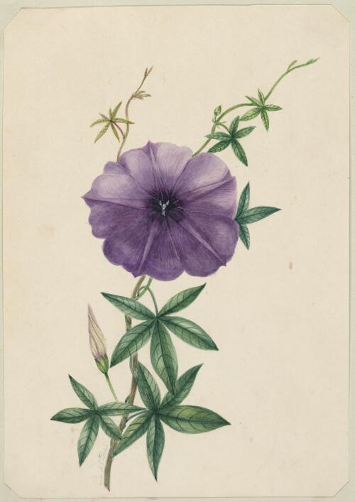 [Ipomoea cairica (Morning glory)] [picture] / by Marrianne Collinson Campbell