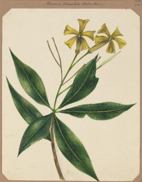 [Pittosporum bicolor] [picture] / by Marrianne Collinson Campbell