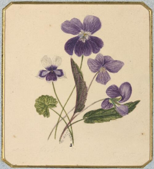 Viola hederacea [and Viola betonicifolia] [picture] / by Marrianne Collinson Campbell