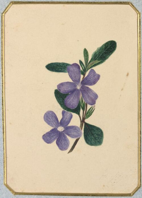 [Vinca major] [picture] / by Marrianne Collinson Campbell