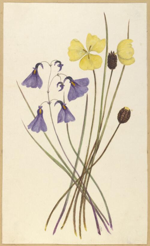 Xyres [i.e. Xyris] operculata, Utricularia monanthos [picture] / by Marrianne Collinson Campbell