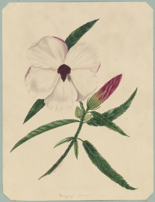 [Hibiscus heterophyllus] [picture] / by Marrianne Collinson Campbell