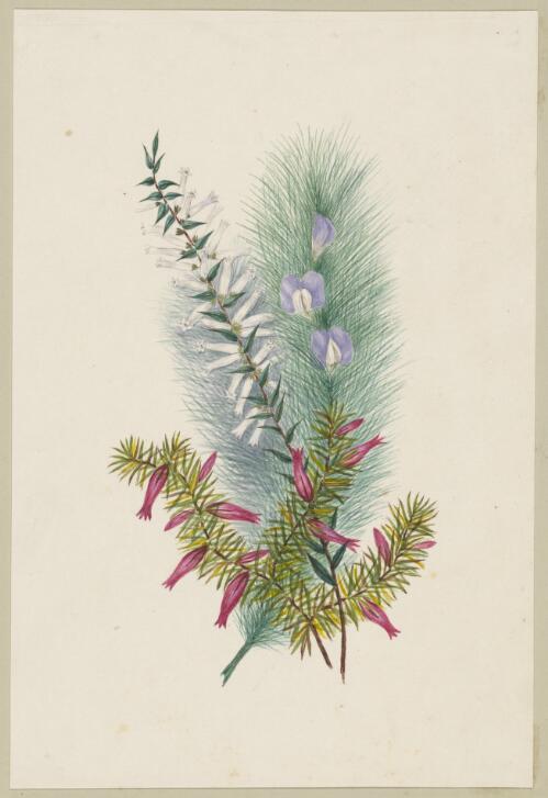[Psoralea pinnata, Brachyloma ericoides? and Epacris impressa] [picture] / by Marrianne Collinson Campbell