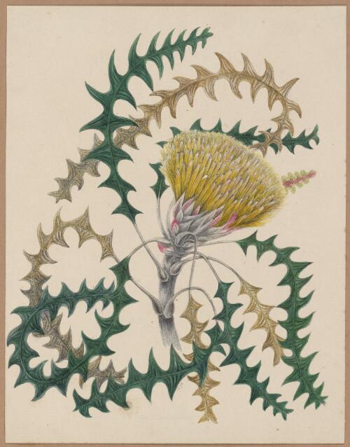 [Dryandra lindleyana] [picture] / by Marrianne Collinson Campbell