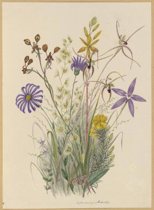 [Isotoma fluviatilis with eight other species] [picture] / by Marrianne Collinson Campbell