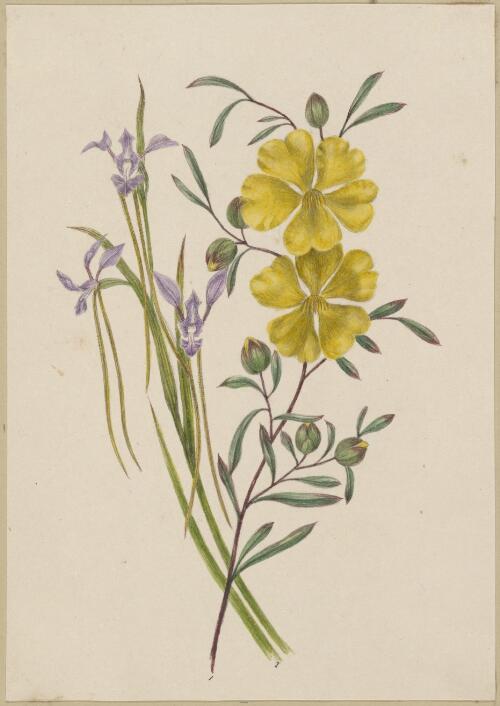 [Hibbertia nitida and Diuris cuneata] [picture] / by Marrianne Collinson Campbell