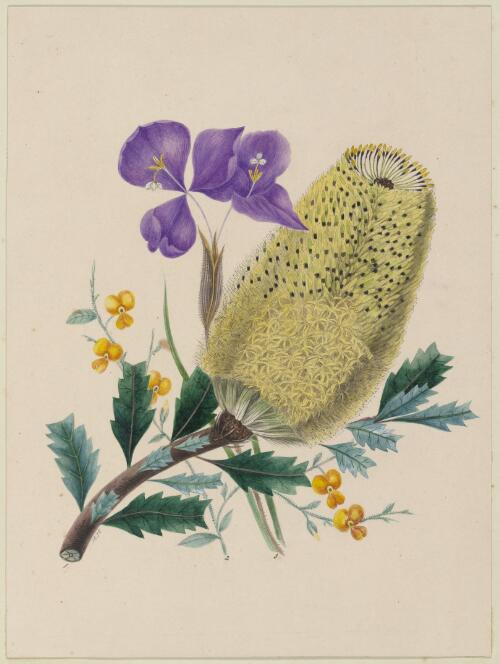 [Banksia praemorsa, Chorizema rhombeum and Patersonia occidentalis] [picture] / by Marrianne Collinson Campbell