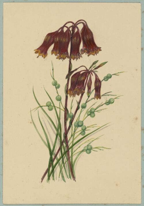 [Blandfordia grandiflora and Leptomeria acida] [picture] / by Marrianne Collinson Campbell