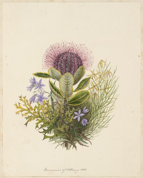 [Wahlenbergia capensis, Synaphea spinulosa, Banksia coccinea and Conostylis setigera] [picture] / by Marrianne Collinson Campbell