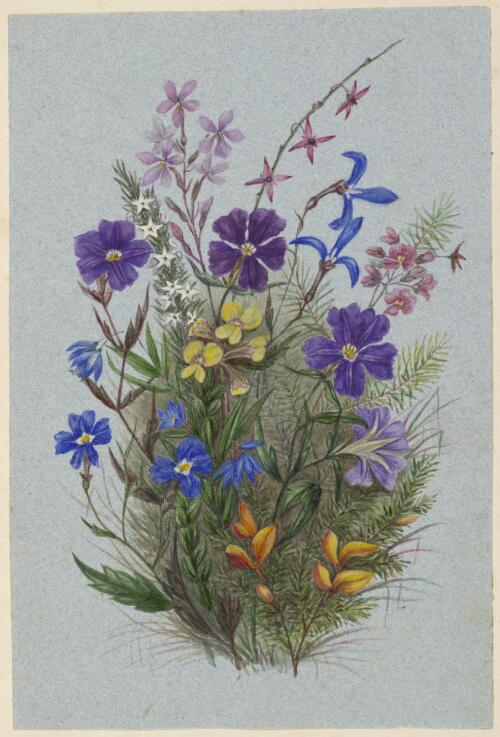 [Dampiera hederacea with eight other species] [picture] / by Marrianne Collinson Campbell