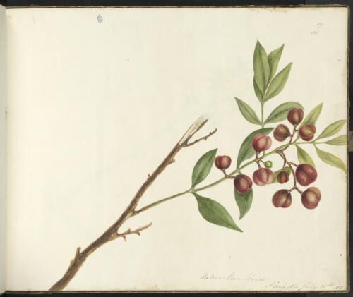 Native Rose Wood, Newcastle, New South Wales, 28 July 1835 [picture] / D.E. Paty