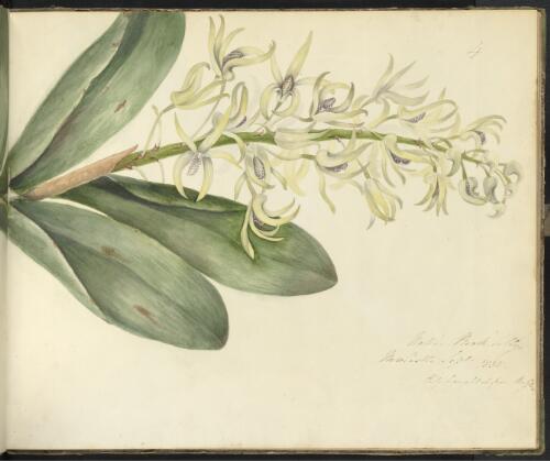 Native rock lily, Newcastle, New South Wales, September 1836 [picture] / D.E. Paty