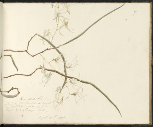 Parasitical plant, Newcastle, New South Wales, 11 August 1836 [picture] / D.E. Paty