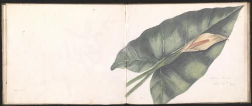 Native Arum, Newcastle region, New South Wales, 24 February 1836 [picture] / D.E. Paty