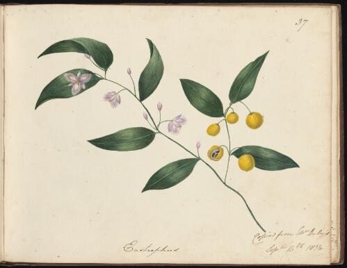 Eustrephus, Newcastle, New South Wales, 16 September 1834 [picture] / D.E. Paty
