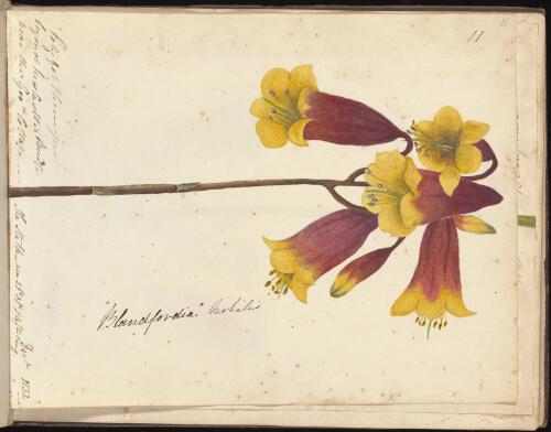 Blandfordia Nobilis, Newcastle, New South Wales, December 1832 [picture] / D.E. Paty
