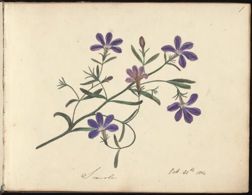Scaevola, Newcastle, New South Wales, 30 October 1834 [picture] / D.E. Paty