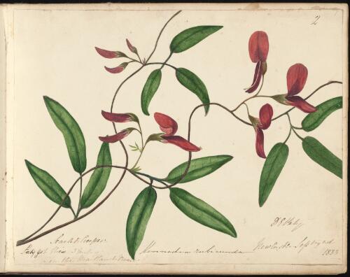 Kennedia rubicunda, Newcastle, New South Wales, 2 September 1833 [picture] / D.E. Paty