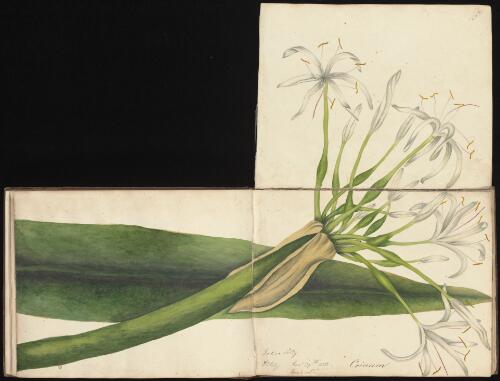 Crinum, Newcastle, New South Wales, 29 November 1833 [picture] / D.E. Paty