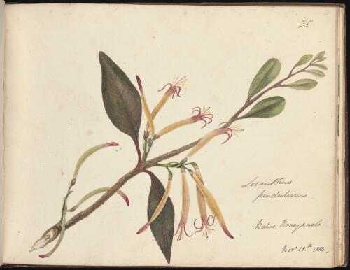 Amyema pendula, native honeysuckle, Newcastle, New South Wales, 28 November 1834 [picture] / D.E. Paty