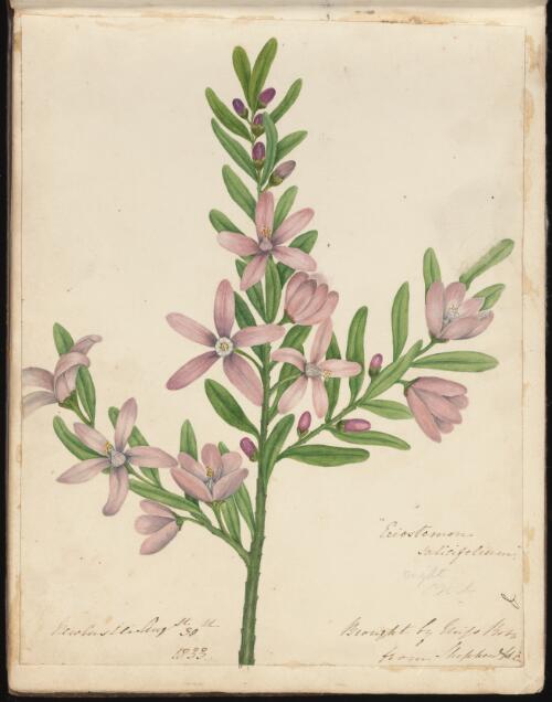 Eriostemon salicifoleum, Newcastle, New South Wales, 30 August 1833 [picture] / D.E. Paty
