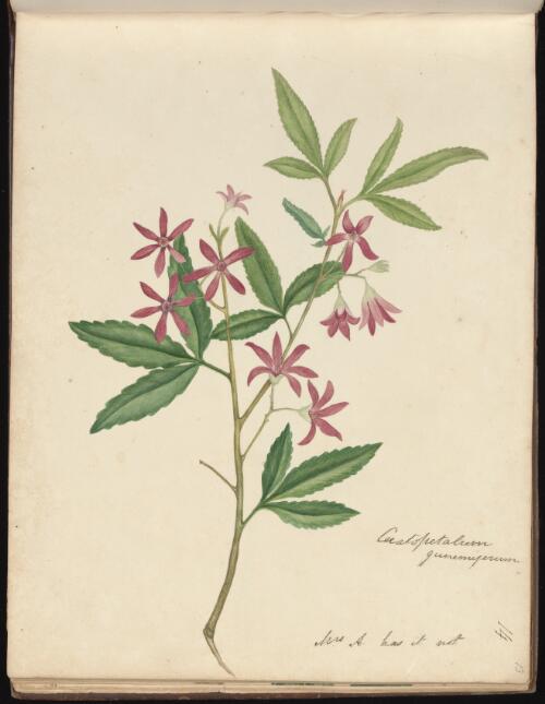 Ceratopetalum gummiferum, Newcastle, New South Wales, ca. 1834 [picture] / D.E. Paty