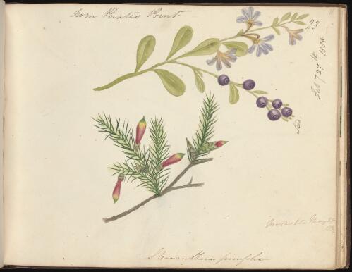Stenanthera pinifolia, 27 May 1834 and Scaevola, 27 February 1835, Newcastle, New South Wales [picture] / D.E. Paty