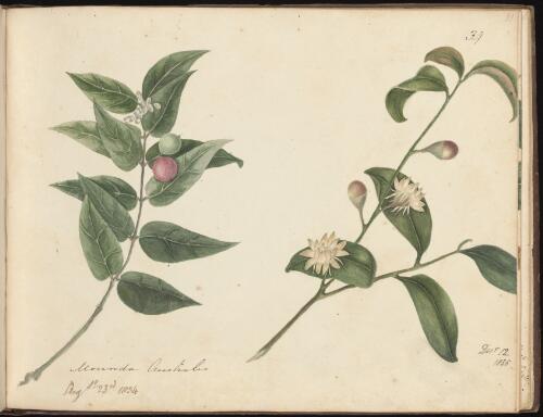 Morinda australis, Newcastle, New South Wales, 23 August 1834 and 12 December 1835 [picture] / D.E. Paty
