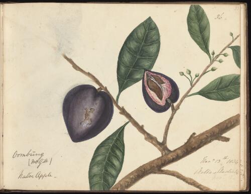Actias australis, Newcastle, New South Wales, 13 November 1834 [picture] / D.E. Paty