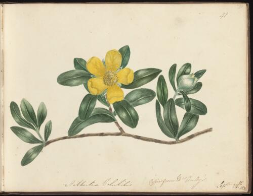 Hibbertia volubilis, Newcastle, New South Wales, 24 September 1834 [picture] / D.E. Paty