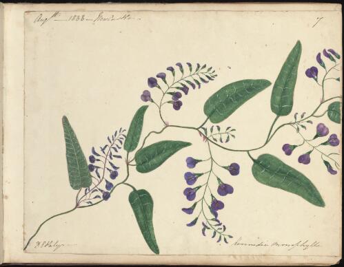 Kennedia monophylla, Newcastle region, New South Wales, August 1833 [picture] / D.E. Paty