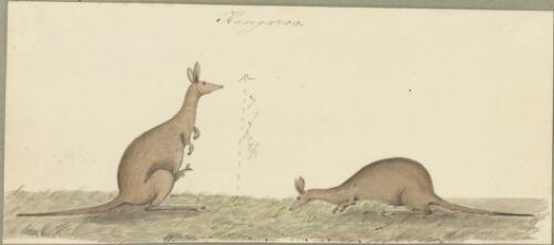 Kangaroo [picture] / Robert Marsh Westmacott
