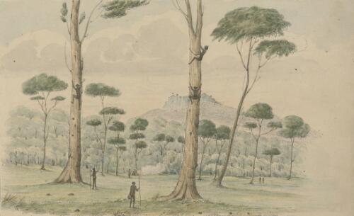 View in the Kangaroo Valley showing the manner the Natives climb the trees for opossums and bandicoots, [New South Wales] [picture] / Robert Marsh Westmacott